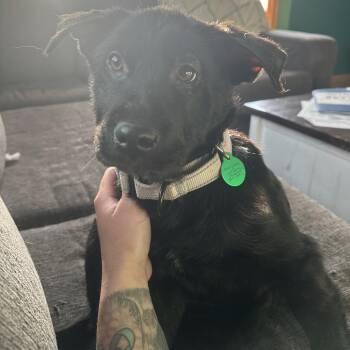 Mixed Breed Dogs Available for Adoption in Buffalo, Minnesota - Hoot | PetCurious