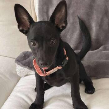 Chihuahua Dogs Available for Adoption in Yonkers, New York - Carly | PetCurious