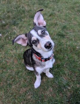 Louie -  Terrier and Chihuahua Dog for Adoption in Olympia, Washington - Louie | PetCurious