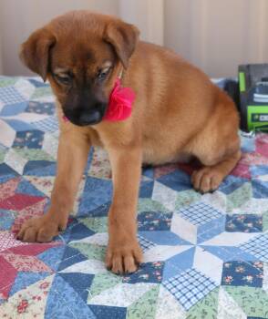 Priscilla "Prissy" -  Black Labrador Retriever and Black Mouth Cur Dog for Adoption in Bandera, Texas - Priscilla "Prissy" | PetCurious