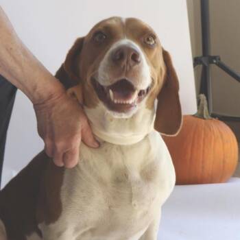 Marco -  Beagle Dog for Adoption in Birmingham, Alabama - Marco | PetCurious