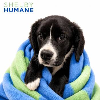 Wilburt -  Mixed Breed Dog for Adoption in Columbiana, Alabama - Wilburt | PetCurious