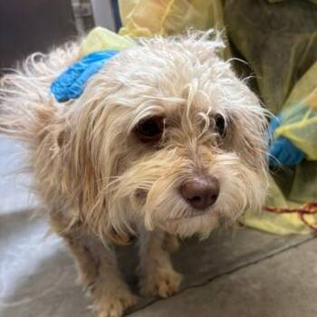 Cali -  Mixed Breed Dog for Adoption in Murray, Utah - Cali | PetCurious