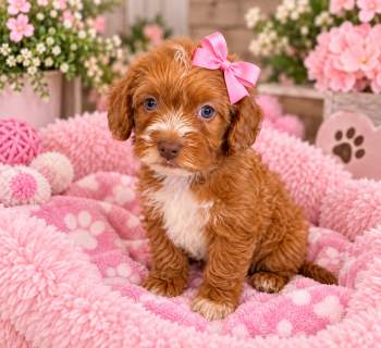 Delilah  -  Cavapoo Dog for Sale in Farmville, North Carolina - Delilah  | PetCurious