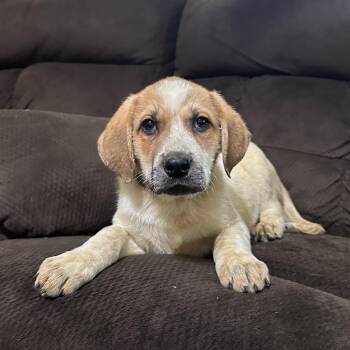 Rescue English Coonhound Dogs for Adoption in Tunica, Mississippi - Buddy | PetCurious