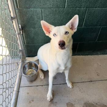 Bedazzler -  Husky and Mixed Breed Dog for Adoption in Carencro, Louisiana - Bedazzler | PetCurious