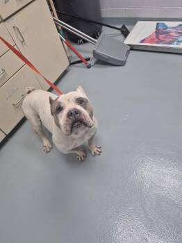 TRACTOR -  American Bulldog Dog for Adoption in St. Cloud, Florida - TRACTOR | PetCurious