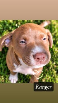 Ranger -  American Staffordshire Terrier Dog for Adoption in Conroe, Texas - Ranger | PetCurious