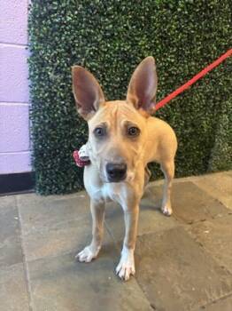 Rescue Shar Pei and Mixed Breed Dogs for Adoption in El Paso, Texas - Antena* | PetCurious