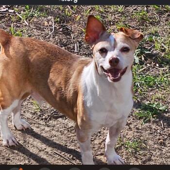 Benjii -  Jack Russell Terrier Dog for Adoption in Centerville, Georgia - Benjii | PetCurious