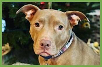 Lena -  Pit Bull Terrier and Labrador Retriever Dog for Adoption in Amherst, Massachusetts - Lena | PetCurious