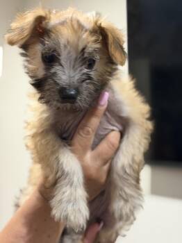 Wilbur -  Scottish Terrier and Shih Tzu Dog for Adoption in Ventura, California - Wilbur | PetCurious