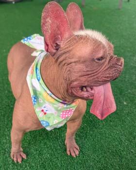 Betty-Hairless Frenchie! -  French Bulldog and Chinese Crested Dog Dog for Adoption in Fort Myers, Florida - Betty-Hairless Frenchie! | PetCurious