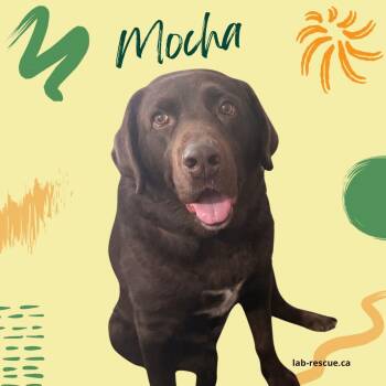 Labrador Retriever Dogs Available for Adoption - Mocha | PetCurious