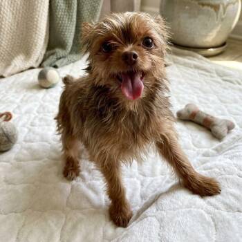 Andy 9169 -  Yorkshire Terrier Dog for Adoption in Boca Raton, Florida - Andy 9169 | PetCurious