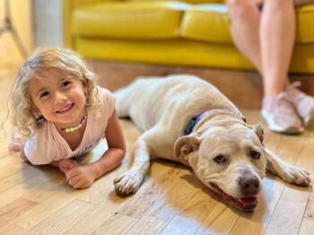 Yellow Labrador Retriever and Labrador Retriever Dogs Available for Adoption - Daisy The Happy Family Lab | PetCurious