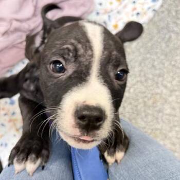 Mixed Breed Dogs Available for Adoption - Romeo | PetCurious