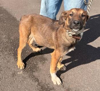 German Shepherd Dog and Mixed Breed Dogs Available for Adoption in Newberg, Oregon - Jason | PetCurious