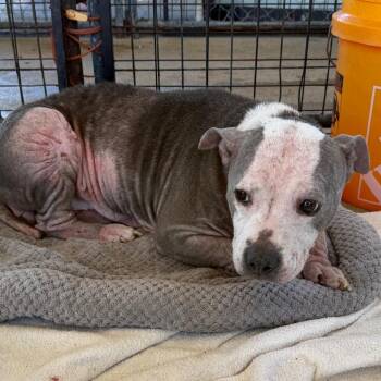Mixed Breed Dogs Available for Adoption in Lake Jackson, Texas - Rosie | PetCurious