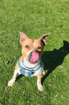 Buddy -  Terrier and Boxer Dog Available for Adoption - Buddy | PetCurious