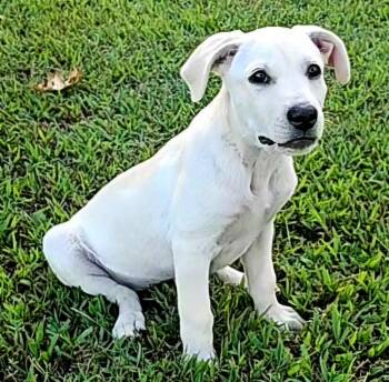 PUPPY HALO -  Golden Retriever and Labrador Retriever Dog for Adoption in Franklin, Tennessee - PUPPY HALO | PetCurious