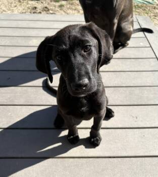 Black Labrador Retriever and Redbone Coonhound Dogs Available for Adoption in Collingswood, New Jersey - Ruby June | PetCurious