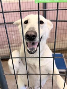 Winter -  Shepherd Dog for Adoption in Mobile, Alabama - Winter | PetCurious