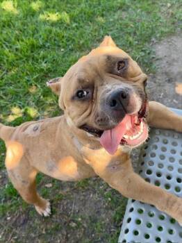 Rescue Pit Bull Terrier and Mixed Breed Dogs for Adoption in Riverside, California - VELMA | PetCurious