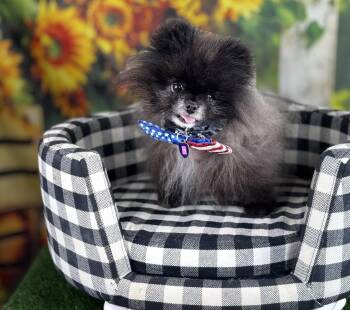 Ty Noir -  Pomeranian Dog for Adoption in Garland, Texas - Ty Noir | PetCurious