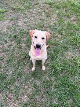 Yellow Labrador Retriever Dogs Available for Adoption - Miller #7 | PetCurious