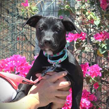 Rescue Black Labrador Retriever and American Staffordshire Terrier Dogs for Adoption in Gilbert, Arizona - Elijah | PetCurious