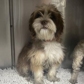 Earth -  Shih Tzu Dog for Adoption in Yuma, Arizona - Earth | PetCurious