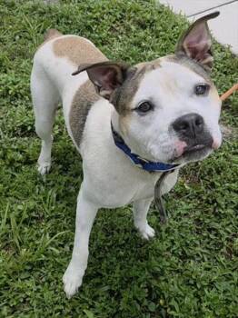 SARGENT SBUBBY -  American Staffordshire Terrier and Mixed Breed Dog for Adoption in Fort Lauderdale, Florida - SARGENT SBUBBY | PetCurious
