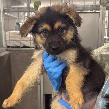German Shepherd Dog Dogs Available for Adoption in Los Angeles, California - Nimble A2262405 | PetCurious