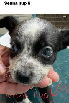 Terrier Dogs Available for Adoption - Happy (Senna 6) | PetCurious