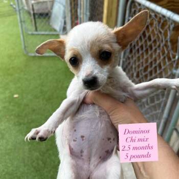 Chihuahua and Terrier Dogs Available for Adoption in Tampa, Florida - Dominoes | PetCurious