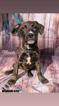 Mixed Breed Dogs Available for Adoption - Flower | PetCurious