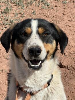 Rescue Australian Shepherd Dogs for Adoption in Chinle, Arizona - Boyle | PetCurious