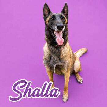Shalla -  Belgian Shepherd Malinois Dog for Adoption in Scottsdale, Arizona - Shalla | PetCurious