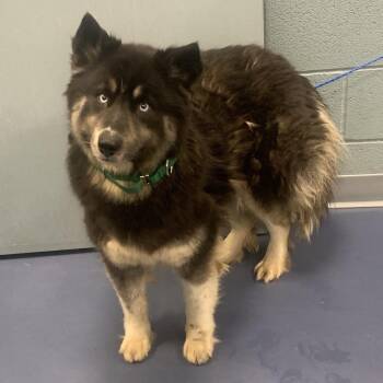 Husky Dogs Available for Adoption in Greensboro, North Carolina - Stardust | PetCurious