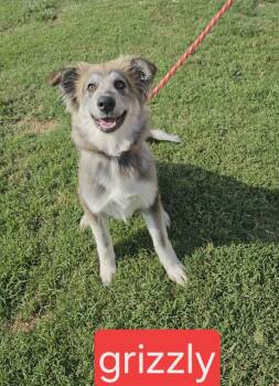 Grizzley -  Australian Shepherd Dog for Adoption in Fort Worth, Texas - Grizzley | PetCurious