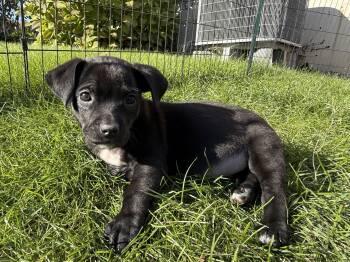 Millie (Female) Avail 10/29 Halloween Puppies -  Schnauzer and Boxer Dog for Adoption in West Grove, Pennsylvania - Millie (Female) Avail 10/29 Halloween Puppies | PetCurious