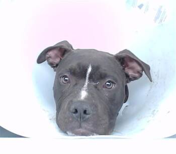 American Bulldog and Mixed Breed Dogs Available for Adoption - CAPTAIN PICARD | PetCurious