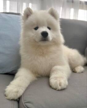 Popsicle -  Samoyed Dog for Adoption in Farmington, Connecticut - Popsicle | PetCurious