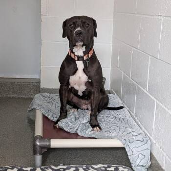 Nicole -  Mixed Breed Dog for Adoption in Kennebunk, Maine - Nicole | PetCurious