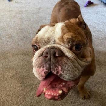English Bulldog Dogs Available for Adoption in Turlock, California - Remington | PetCurious