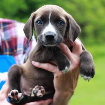 Catahoula Leopard Dog and Mixed Breed Dogs Available for Adoption in Eastford, Connecticut - CT Porcini Avail May 30 (Ellington, CT) | PetCurious