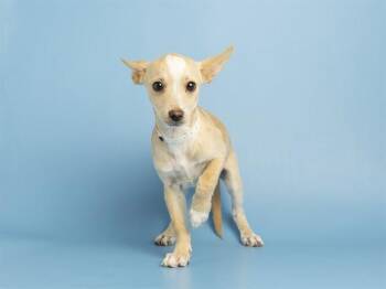 LUTHER -  Chihuahua Dog for Adoption in Phoenix, Arizona - LUTHER | PetCurious