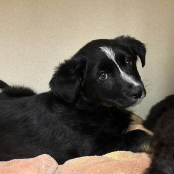 Shepherd and Mixed Breed Dogs Available for Adoption - Aaliyah | PetCurious