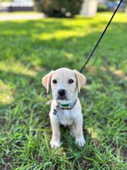 Flynn -  Golden Retriever and Mixed Breed Dog for Adoption in Aiken, South Carolina - Flynn | PetCurious